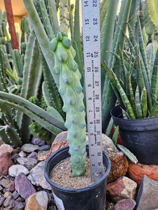 Boobie Cactus - Mrytillocacatus Geometrizans var. Fukurokuyuzinboku