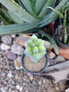 Boobie Cactus - Mrytillocacatus Geometrizans var. Fukurokuyuzinboku