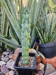 Boobie Cactus - Mrytillocacatus Geometrizans var. Fukurokuyuzinboku