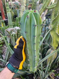 Myrtillocactus Cutting