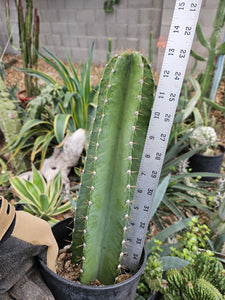 Rooted Cereus Peruvianus Cactus