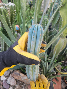 Succulent Source Blue Peru