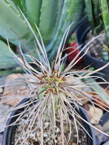 Tephrocactus aorocanthus ssp. paediophilus