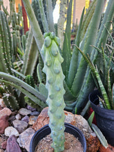 Load image into Gallery viewer, Boobie Cactus - Mrytillocacatus Geometrizans var. Fukurokuyuzinboku
