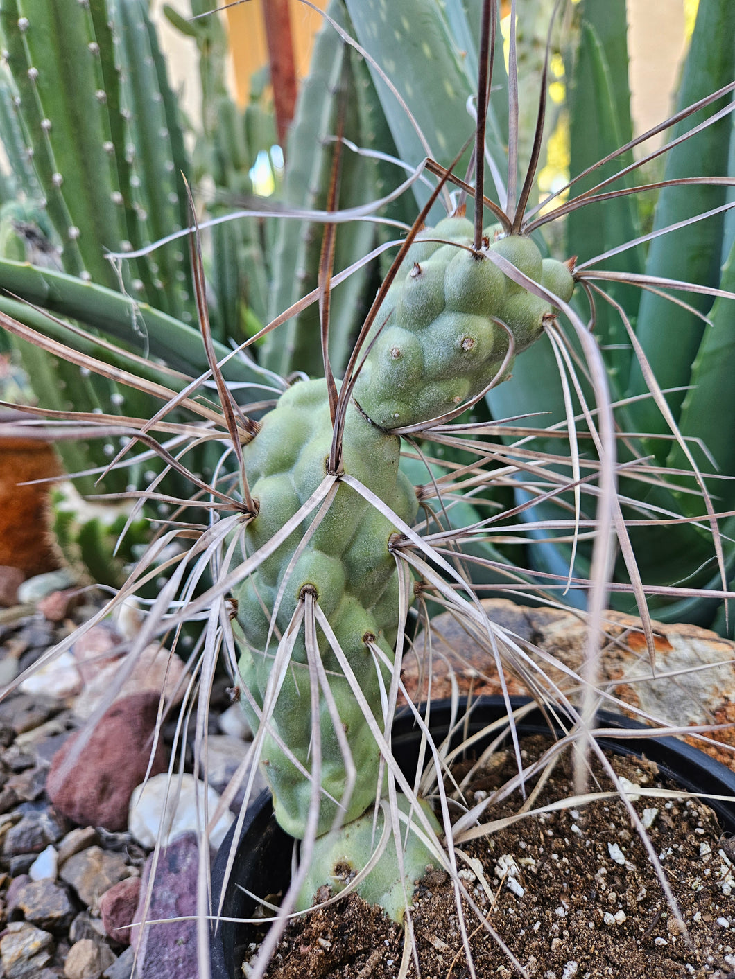 Tephrocactus aorocanthus ssp. paediophilus