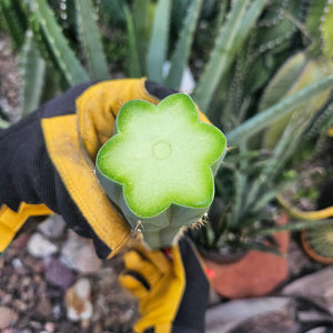 Peruvianus Mid Cut - PDN Peru