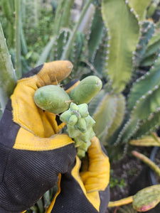 The Perfect Pair - "Penis" & "Boobie" Cactus