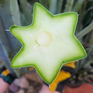 Myrtillocactus Geometrizans Tip & Mid Cut Combo