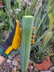 Peruvianus Mid Cut - PDN Peru