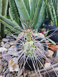 Tephrocactus aorocanthus ssp. paediophilus