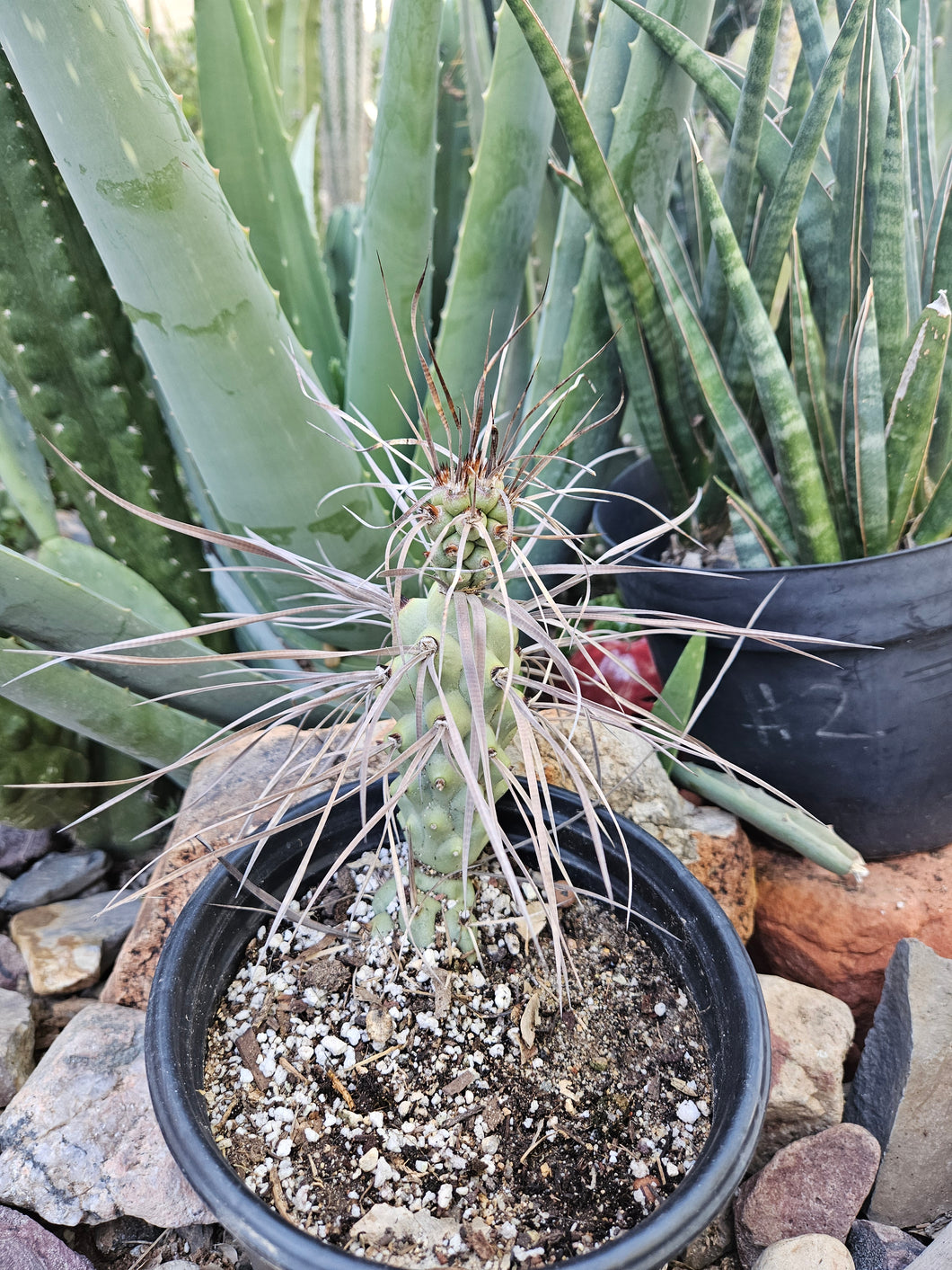 Tephrocactus aorocanthus ssp. paediophilus