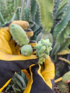 The Perfect Pair - "Penis" & "Boobie" Cactus