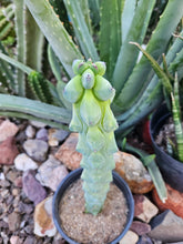 Load image into Gallery viewer, Boobie Cactus - Mrytillocacatus Geometrizans var. Fukurokuyuzinboku
