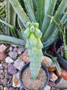 Boobie Cactus - Mrytillocacatus Geometrizans var. Fukurokuyuzinboku