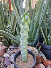 Load image into Gallery viewer, Boobie Cactus - Mrytillocacatus Geometrizans var. Fukurokuyuzinboku
