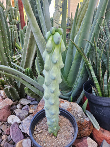 Boobie Cactus - Mrytillocacatus Geometrizans var. Fukurokuyuzinboku