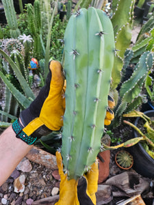 Myrtillocactus Cutting