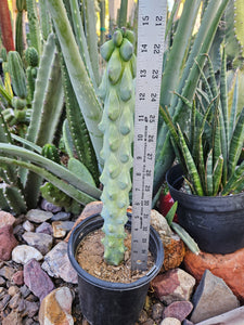 Boobie Cactus - Mrytillocacatus Geometrizans var. Fukurokuyuzinboku