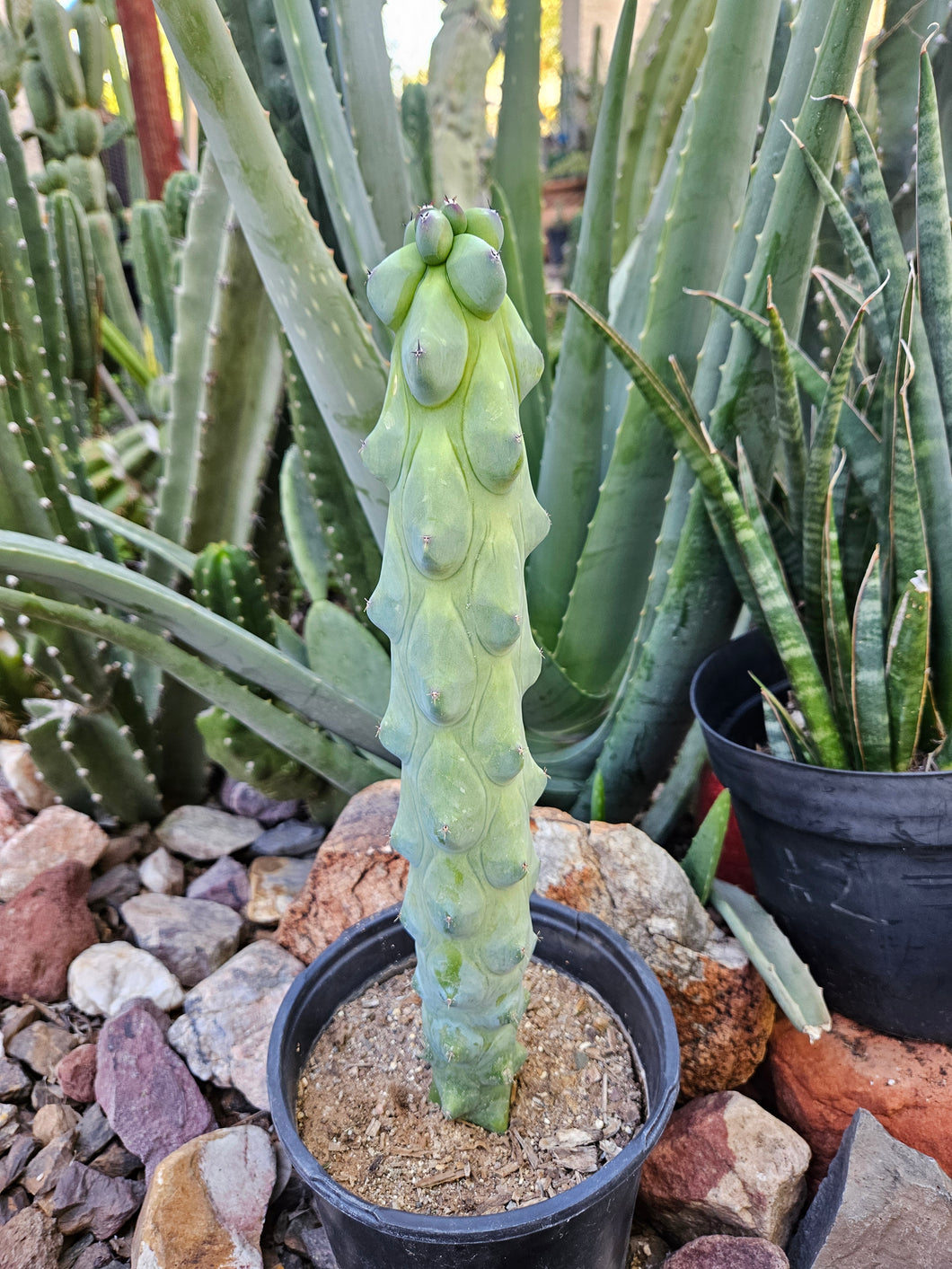 Boobie Cactus - Mrytillocacatus Geometrizans var. Fukurokuyuzinboku