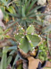 Load image into Gallery viewer, Rooted Cereus Peruvianus Cactus
