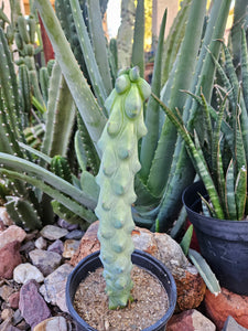 Boobie Cactus - Mrytillocacatus Geometrizans var. Fukurokuyuzinboku