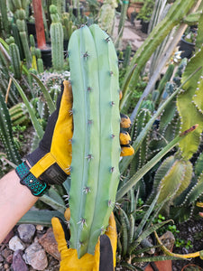 Myrtillocactus Cutting