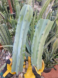 Myrtillocactus Geometrizans Tip & Mid Cut Combo