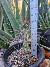 Load image into Gallery viewer, Tephrocactus aorocanthus ssp. paediophilus
