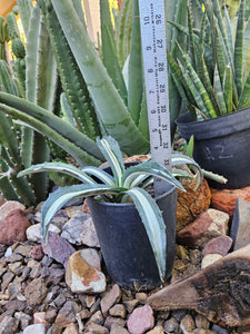 Variegated Agave