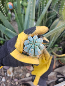 Succulent Source Blue Peru