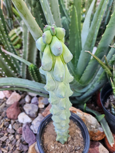 Boobie Cactus - Mrytillocacatus Geometrizans var. Fukurokuyuzinboku