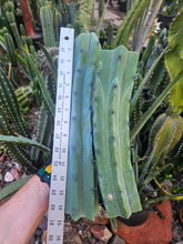 Load image into Gallery viewer, Myrtillocactus Geometrizans Tip &amp; Mid Cut Combo
