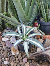 Load image into Gallery viewer, Variegated Agave
