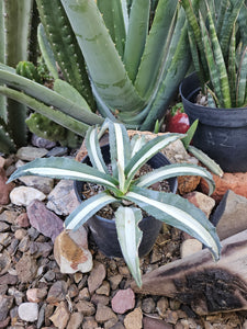 Variegated Agave