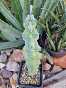 Boobie Cactus - Mrytillocacatus Geometrizans var. Fukurokuyuzinboku