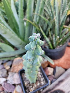 Boobie Cactus - Mrytillocacatus Geometrizans var. Fukurokuyuzinboku