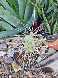 Tephrocactus aorocanthus ssp. paediophilus