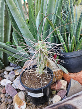 Load image into Gallery viewer, Tephrocactus aorocanthus ssp. paediophilus
