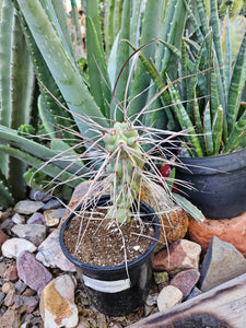 Tephrocactus aorocanthus ssp. paediophilus