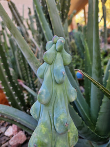 Boobie Cactus - Mrytillocacatus Geometrizans var. Fukurokuyuzinboku