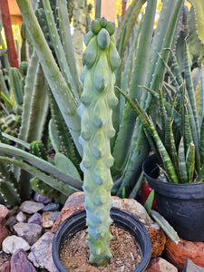 Boobie Cactus - Mrytillocacatus Geometrizans var. Fukurokuyuzinboku