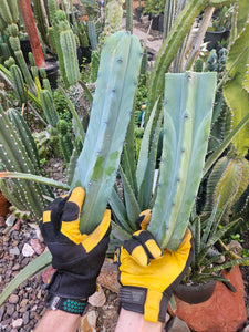 Myrtillocactus Geometrizans Tip & Mid Cut Combo