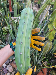 Myrtillocactus Cutting