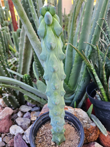 Boobie Cactus - Mrytillocacatus Geometrizans var. Fukurokuyuzinboku