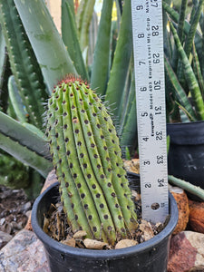 Rooted Organ Pipe Cactus