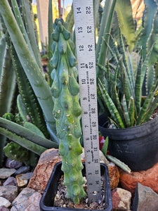 Boobie Cactus - Mrytillocacatus Geometrizans var. Fukurokuyuzinboku