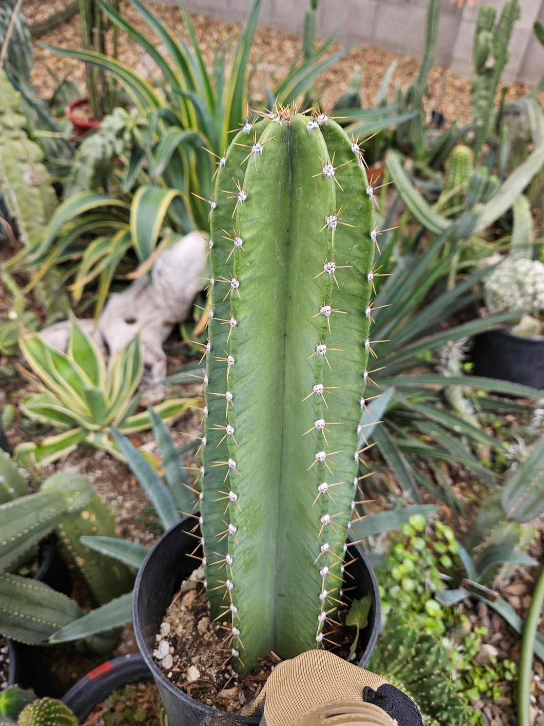 Rooted Cereus Peruvianus Cactus