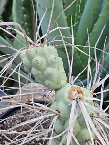 Tephrocactus aorocanthus ssp. paediophilus