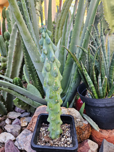 Boobie Cactus - Mrytillocacatus Geometrizans var. Fukurokuyuzinboku