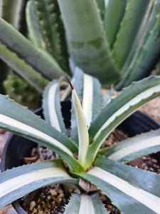 Variegated Agave